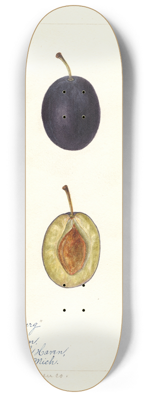 Bertha Heiges - Prunus domestica: Middleburg 8.25 inch art skate deck