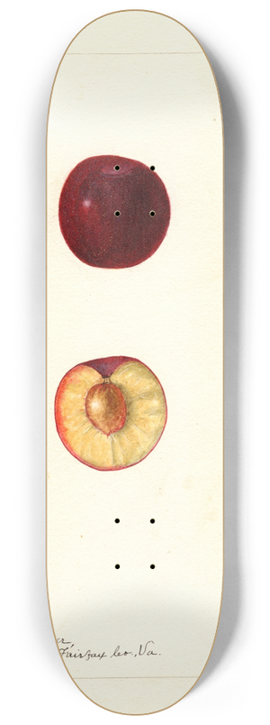 Bertha Heiges - Prunus domestica: Willard 8.25 inch art skate deck