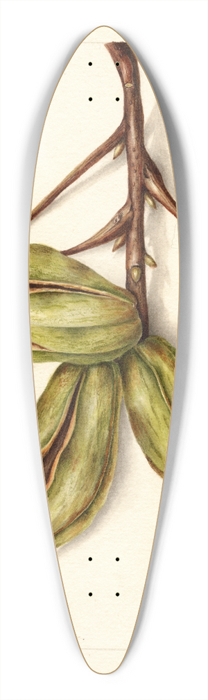 Bertha Heiges - Carya: Schley 39.3 inch art pintail longboard deck