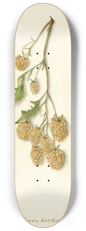 Bertha Heiges - Rubus: Iceberg 8.25 inch art skate deck