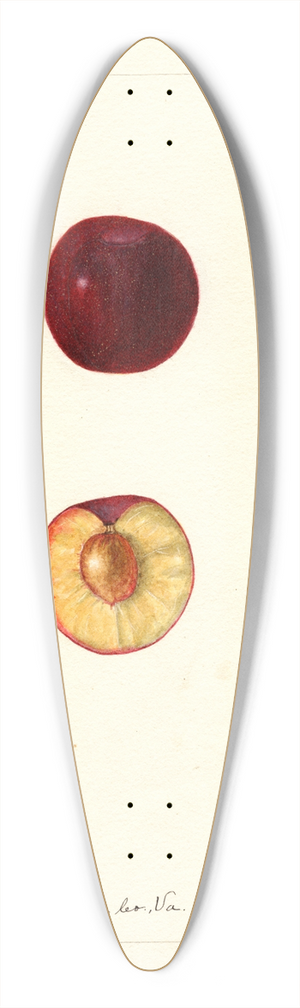 Bertha Heiges - Prunus domestica: Willard 39.3 inch art pintail longboard deck
