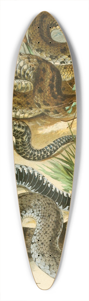 Bruno Drigen - Tropidonotus tessellatus, Tropidonotus natrix 39.3 inch art pintail longboard deck