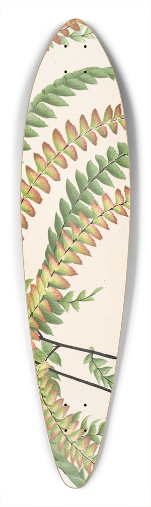 Charles Antoine Lemaire - Adiantum Hendersoni 39.3 inch art pintail longboard deck