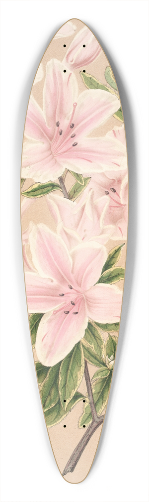 Charles Antoine Lemaire - Azalea indica Grande Duchesse Helene 39.3 inch art pintail longboard deck