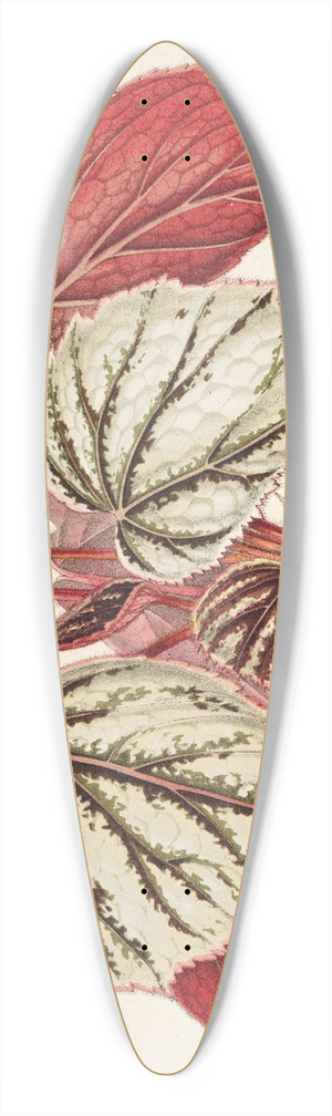 Charles Antoine Lemaire - Begonia eximia 39.3 inch art pintail longboard deck