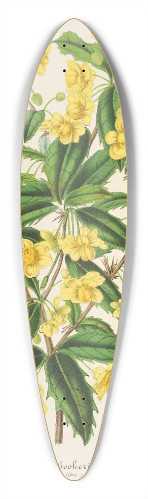 Charles Antoine Lemaire - Berberis Hookerii 39.3 inch art pintail longboard deck