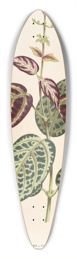 Charles Antoine Lemaire - Bignonia argyreo-violascens 39.3 inch art pintail longboard deck