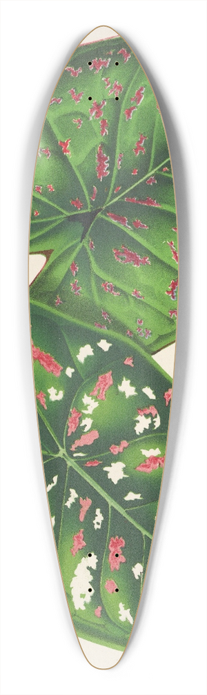 Charles Antoine Lemaire - Caladium (varits ou espces nouvelles de) 39.3 inch art pintail longboard deck