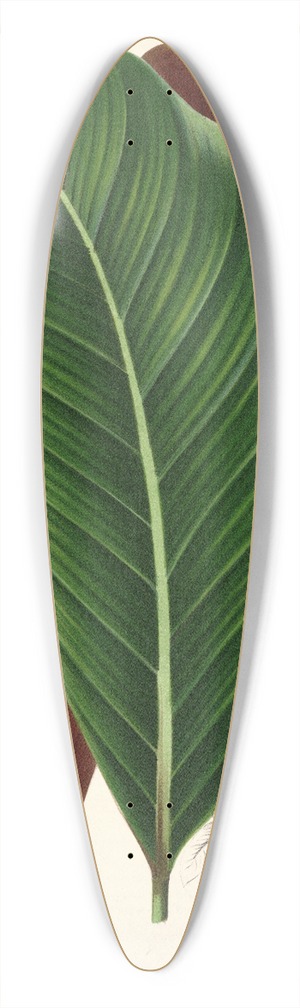 Charles Antoine Lemaire - Calathea pacifica 39.3 inch art pintail longboard deck