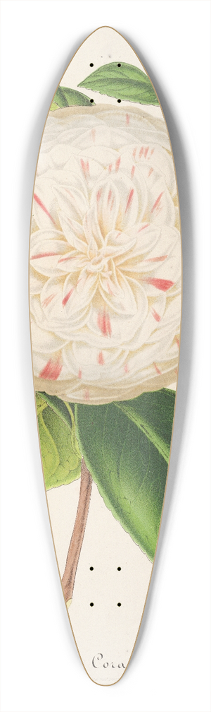 Charles Antoine Lemaire - Camellia Cora L. Barton 39.3 inch art pintail longboard deck
