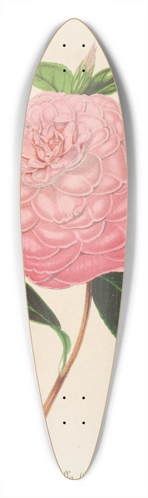 Charles Antoine Lemaire - Camellia Isabella Orsini (Franchetti) 39.3 inch art pintail longboard deck