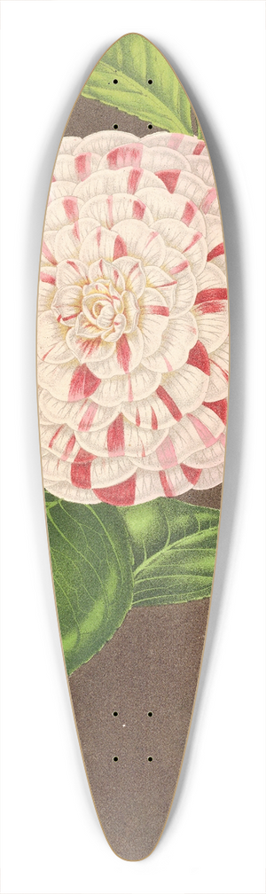 Charles Antoine Lemaire - Camellia Madame Verschaffelt 39.3 inch art pintail longboard deck