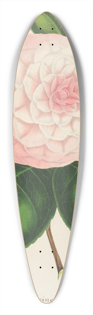 Charles Antoine Lemaire - Camellia Reine des Beauts 39.3 inch art pintail longboard deck