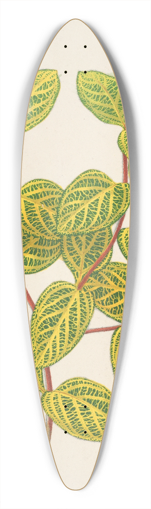 Charles Antoine Lemaire - Lonicera brachypoda, var. fol. aureo-variegatis 39.3 inch art pintail longboard deck