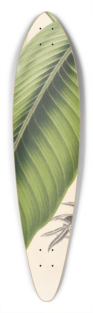 Charles Antoine Lemaire - Maranta smaragdina 39.3 inch art pintail longboard deck
