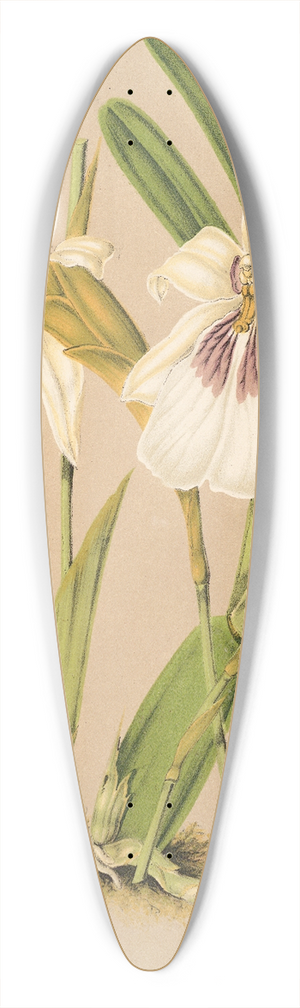 Charles Antoine Lemaire - Miltonia spectabilis, var. virginalis 39.3 inch art pintail longboard deck