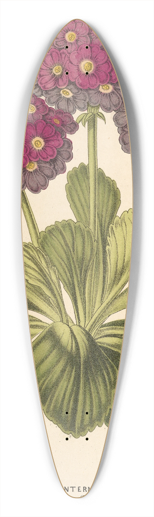 Charles Antoine Lemaire - Primula intermedia (hybrida) 39.3 inch art pintail longboard deck