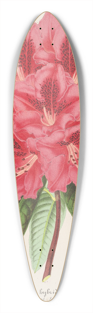 Charles Antoine Lemaire - Rhododendrum formosum 39.3 inch art pintail longboard deck