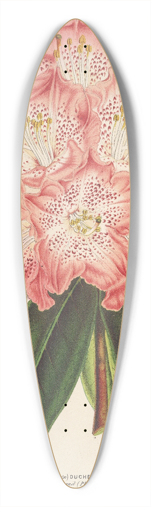 Charles Antoine Lemaire - Rhododendrum (hybridum) Duchesse de Nassau 39.3 inch art pintail longboard deck