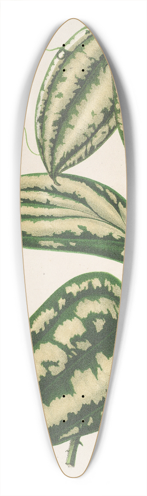 Charles Antoine Lemaire - Smilax ornata 39.3 inch art pintail longboard deck