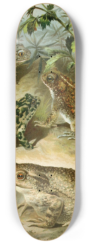 Bruno Drigen - Bufo vulgaris, Bufo viridis, Bufo calamita, Alytes obstetricans 8.25 inch art skate deck