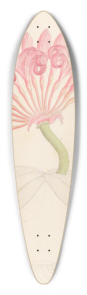Clemenz Heinrich Wehdemann - Brunswigia [Ammocharis coranica] 39.3 inch art pintail longboard deck