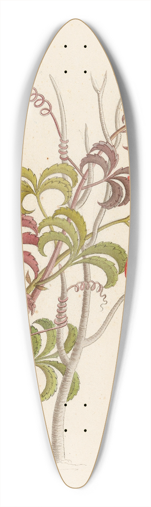 Clemenz Heinrich Wehdemann - Cisfus Nov. Sp. [Cyphostemma quinatum] 39.3 inch art pintail longboard deck