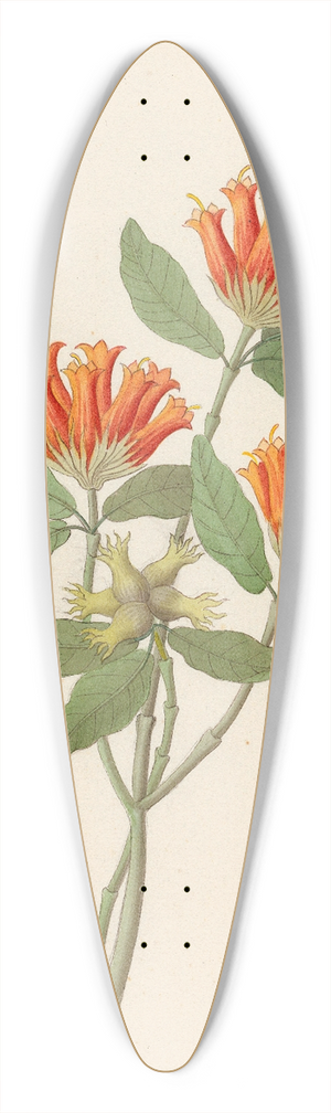 Clemenz Heinrich Wehdemann - Gardenia Nova Sp. [Burchellia bubalina] 39.3 inch art pintail longboard deck