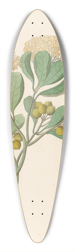 Clemenz Heinrich Wehdemann - Pentandria Mon. [Pittosporum viridiflorum] 39.3 inch art pintail longboard deck