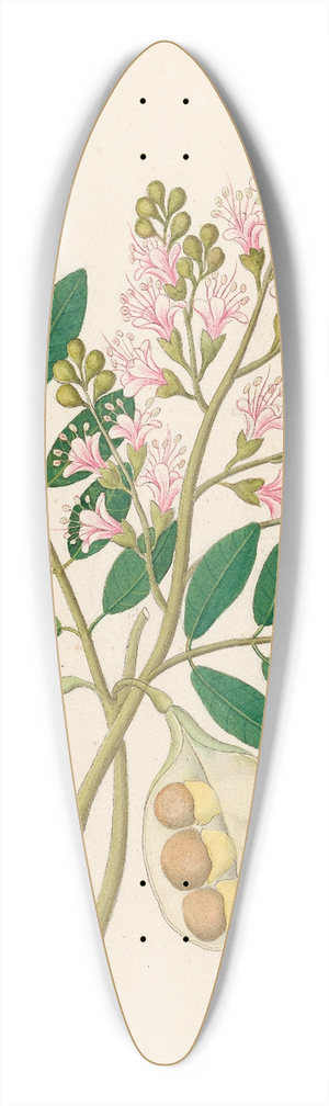 Clemenz Heinrich Wehdemann - Schotia Nov. Sp. [Schotia latifolia] 39.3 inch art pintail longboard deck