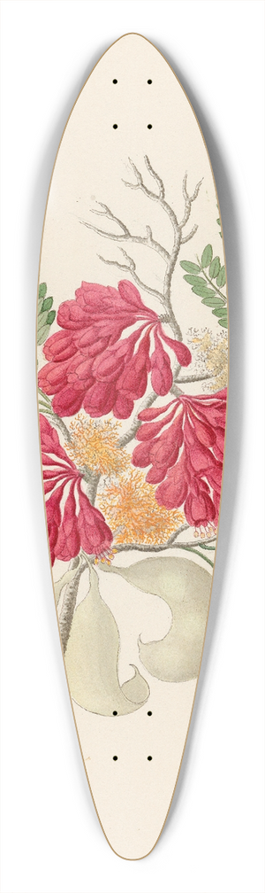 Clemenz Heinrich Wehdemann - Schotia speciosa [Schotia afra] 39.3 inch art pintail longboard deck