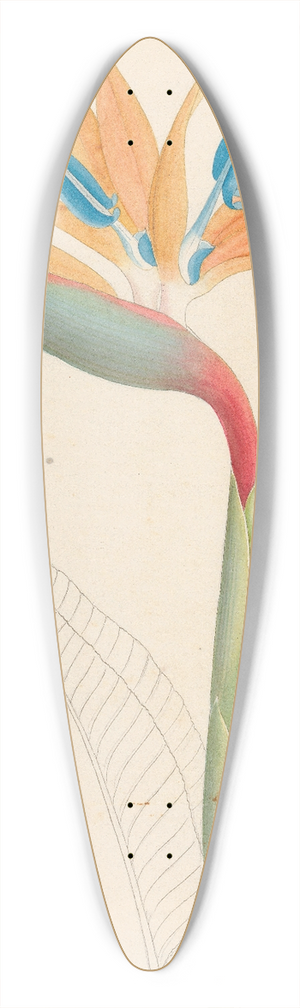 Clemenz Heinrich Wehdemann - Strelitzia Reginae 39.3 inch art pintail longboard deck