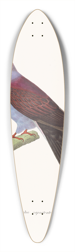 Coenraad Jacob Temminck - Colombe Capistrate. 39.3 inch art pintail longboard deck