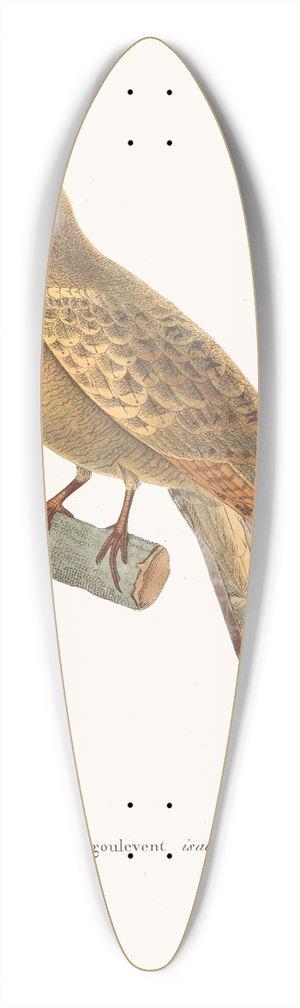 Coenraad Jacob Temminck - Engoulevent Isabelle. 39.3 inch art pintail longboard deck