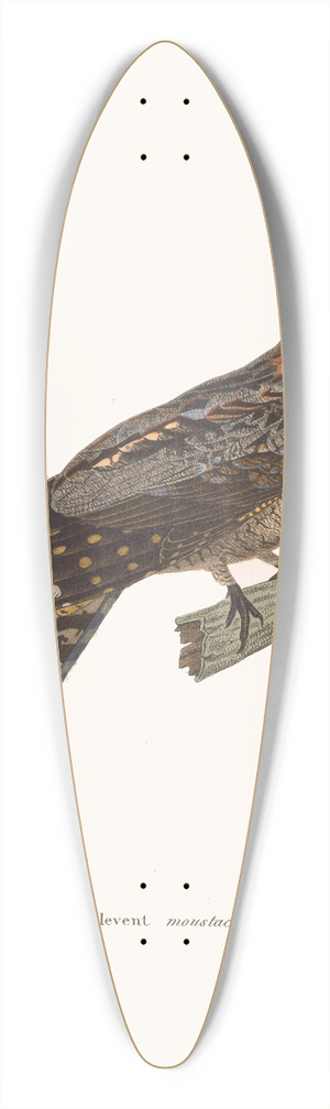 Coenraad Jacob Temminck - Engoulevent Moustac. 39.3 inch art pintail longboard deck