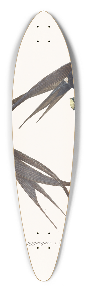 Coenraad Jacob Temminck - Martinet Pygrgue. 39.3 inch art pintail longboard deck