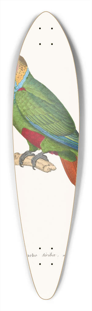 Coenraad Jacob Temminck - Perruche Tiriba 39.3 inch art pintail longboard deck
