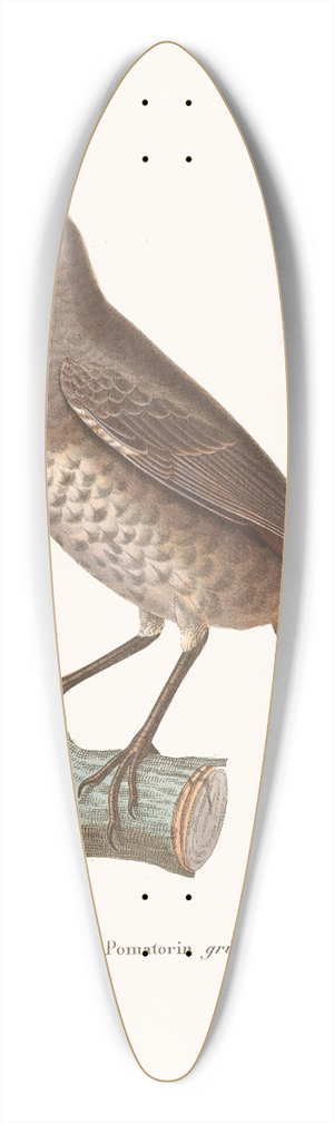 Coenraad Jacob Temminck - Pomatorin Grivele 39.3 inch art pintail longboard deck