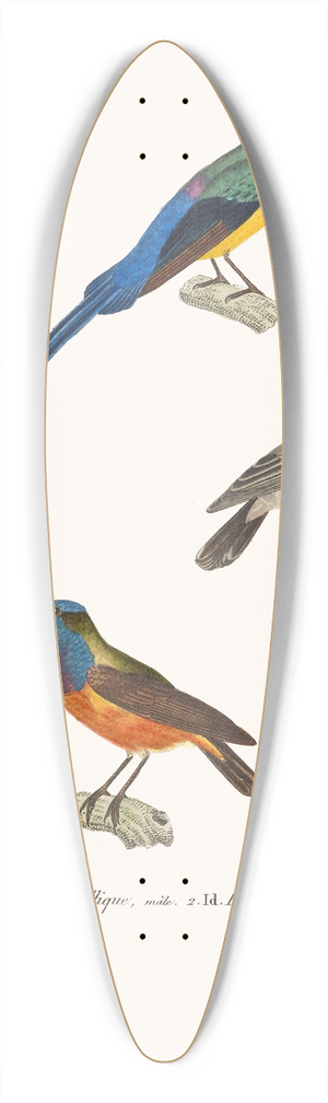Coenraad Jacob Temminck - Souimanga Mtallique. 39.3 inch art pintail longboard deck