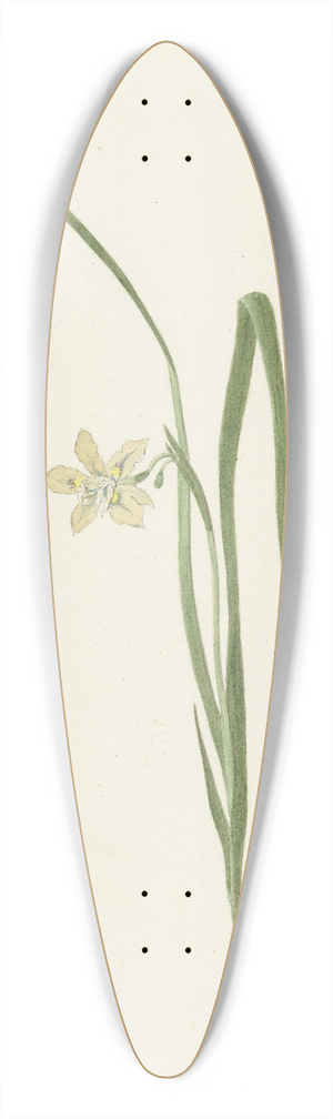 Cornelis van Noorde - Iris 39.3 inch art pintail longboard deck