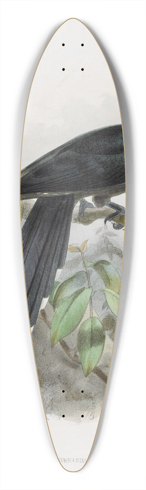 Daniel Giraud Elliot - Anorrhinus leucolophus 39.3 inch art pintail longboard deck