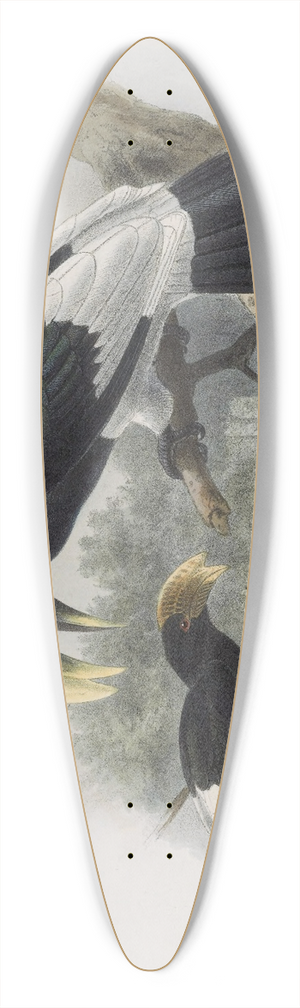 Daniel Giraud Elliot - Bycanistes albotibialis 39.3 inch art pintail longboard deck