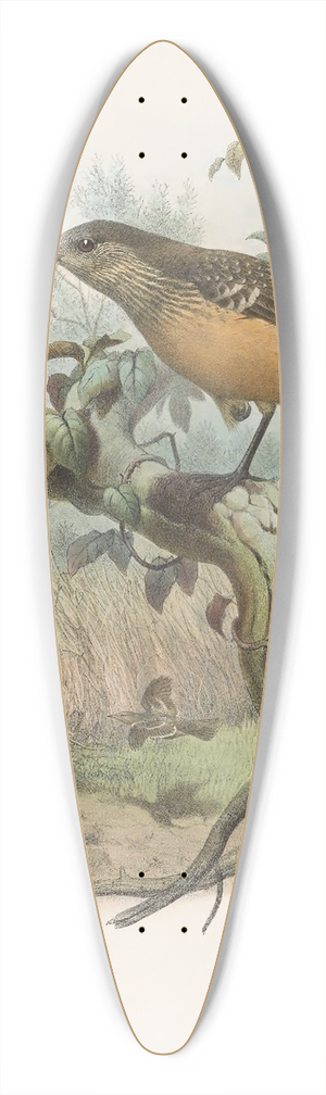 Daniel Giraud Elliot - Chlamydodera cervineiventris 39.3 inch art pintail longboard deck