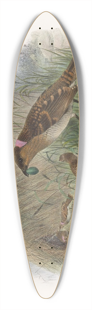 Daniel Giraud Elliot - Chlamydodera  maculata 39.3 inch art pintail longboard deck
