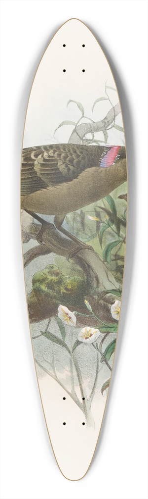 Daniel Giraud Elliot - Chlamydodera nuchalis 39.3 inch art pintail longboard deck