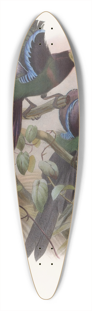 Daniel Giraud Elliot - Epimachus Ellioti 39.3 inch art pintail longboard deck