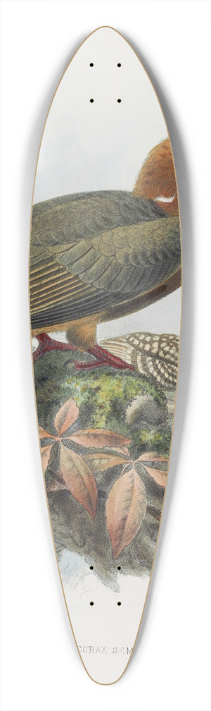 Daniel Giraud Elliot - Hydrocorax semigaleatus 39.3 inch art pintail longboard deck