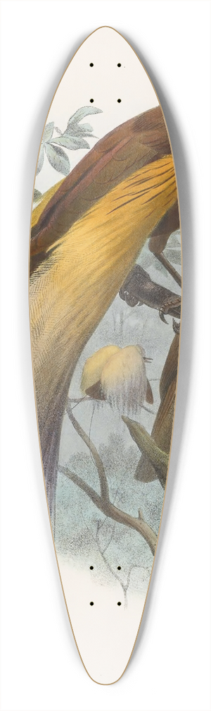 Daniel Giraud Elliot - Paradisea apoda 39.3 inch art pintail longboard deck