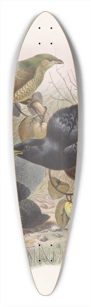 Daniel Giraud Elliot - Ptilorhynchus violaceus 39.3 inch art pintail longboard deck