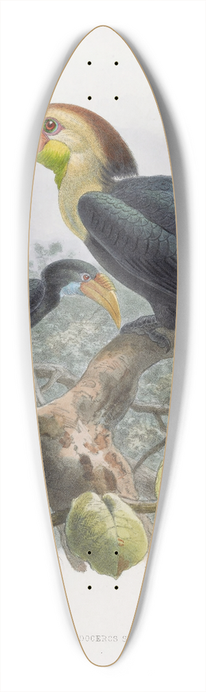 Daniel Giraud Elliot - Rhytidoceros subruficollis 39.3 inch art pintail longboard deck